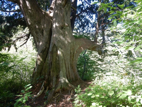 クロベの巨木