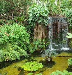 熱帯植物園３
