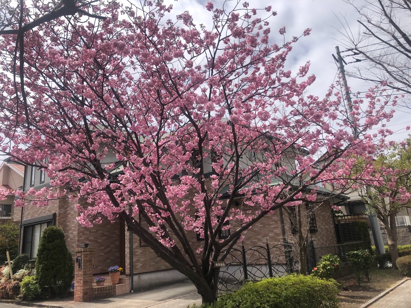横浜ひ桜