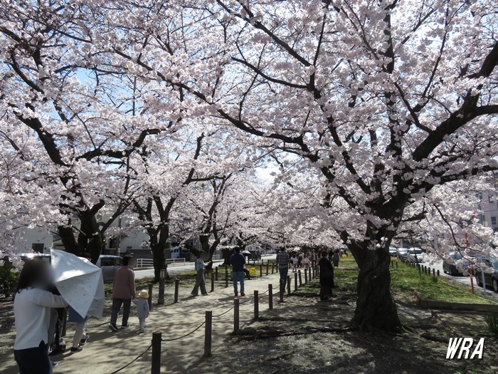西春町の桜並木