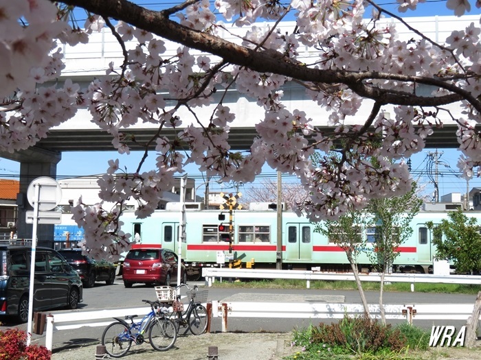 西春町の桜並木と西鉄電車