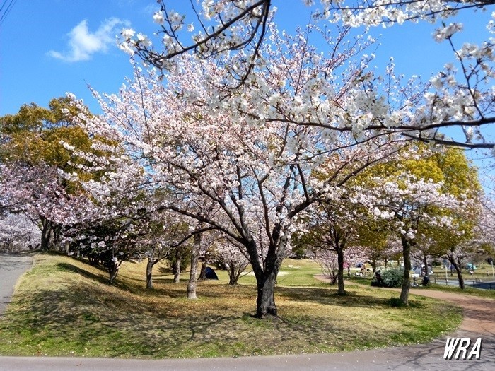 福岡市箱崎公園の桜並木