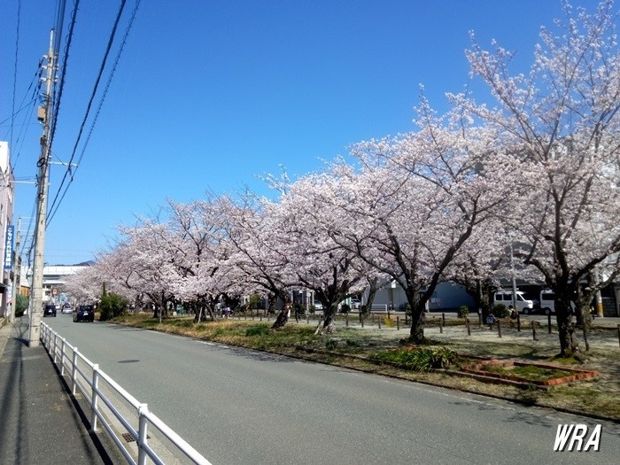 西春町の桜並木