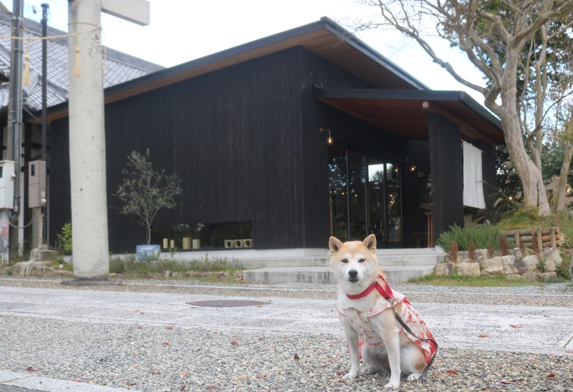 urumi gallerycafe　ウルミギャラリーカフェ　犬　ペット　犬とお出かけ